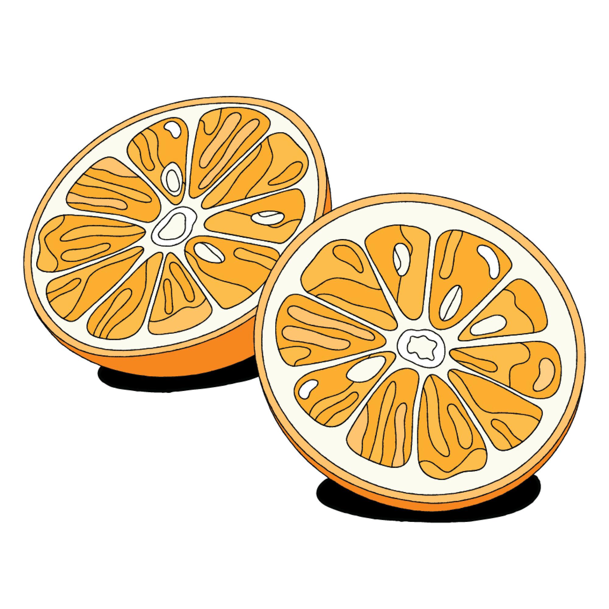 An illustration of the Seville Oranges for L.A. in a Jar Citrus Marmalade.