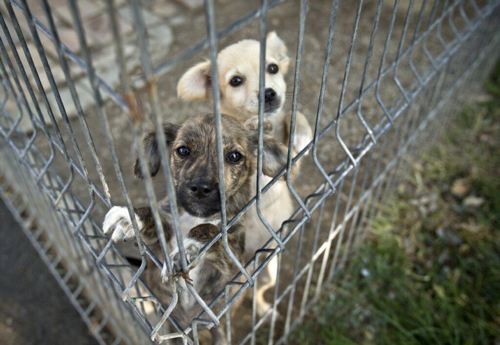 Puppies in Romania