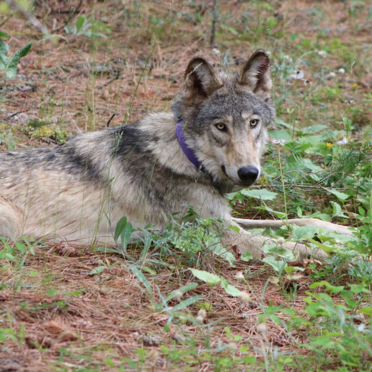 A wolf wearing a purple collar lies on the ground.