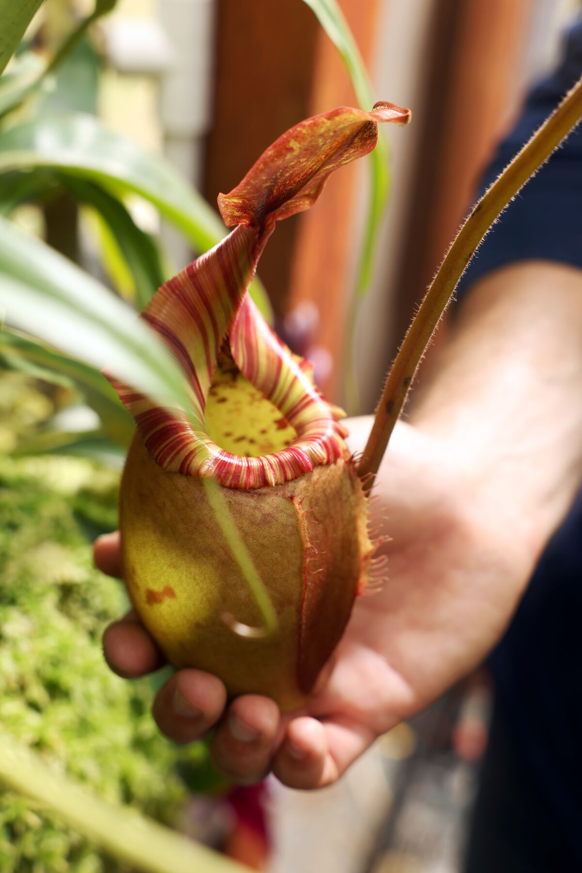 A hand holds a carnivorous plant. 