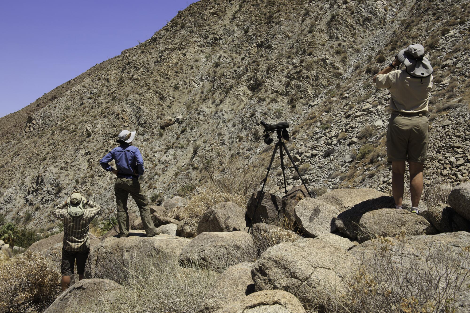 Three people stand on rocks below a hill to look for sheep.