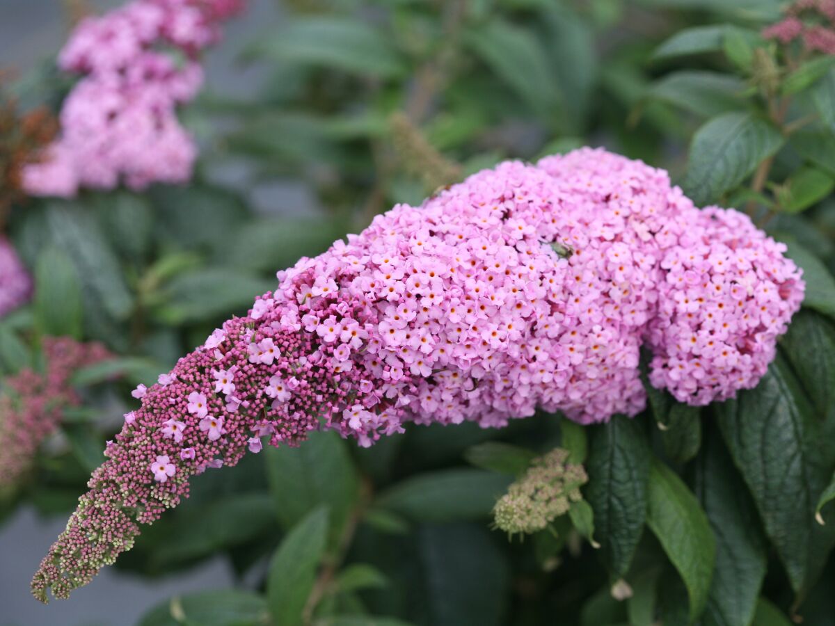 Pugster Pink is one of many varieties of butterfly bush.