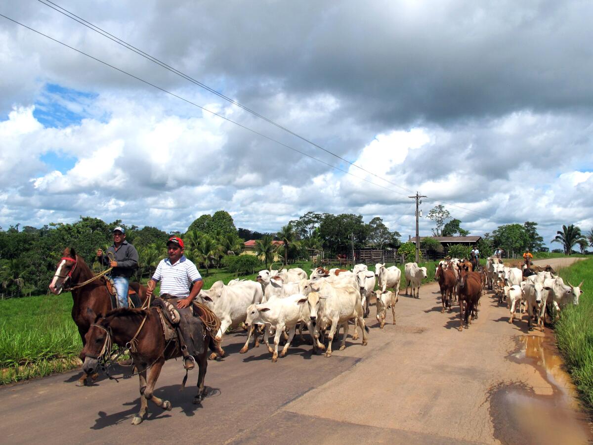 Las vacas que pastan en una zona deforestada de la Amazonía en las afueras de Río Branco, Brasil, utilizan una carretera.