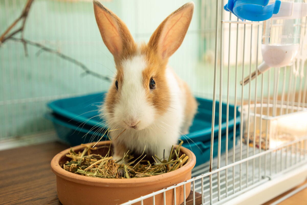 Fpet Rabbit Best Rabbit Care Tips: Feeding, Grooming, Housing, and Training - Los ...