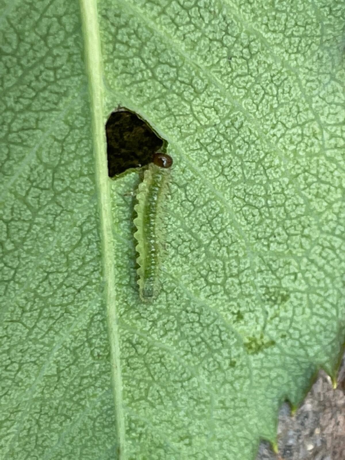 Bristly rose slugs are the larvae of the sawfly. They are pale green or yellowish green with a brown head.