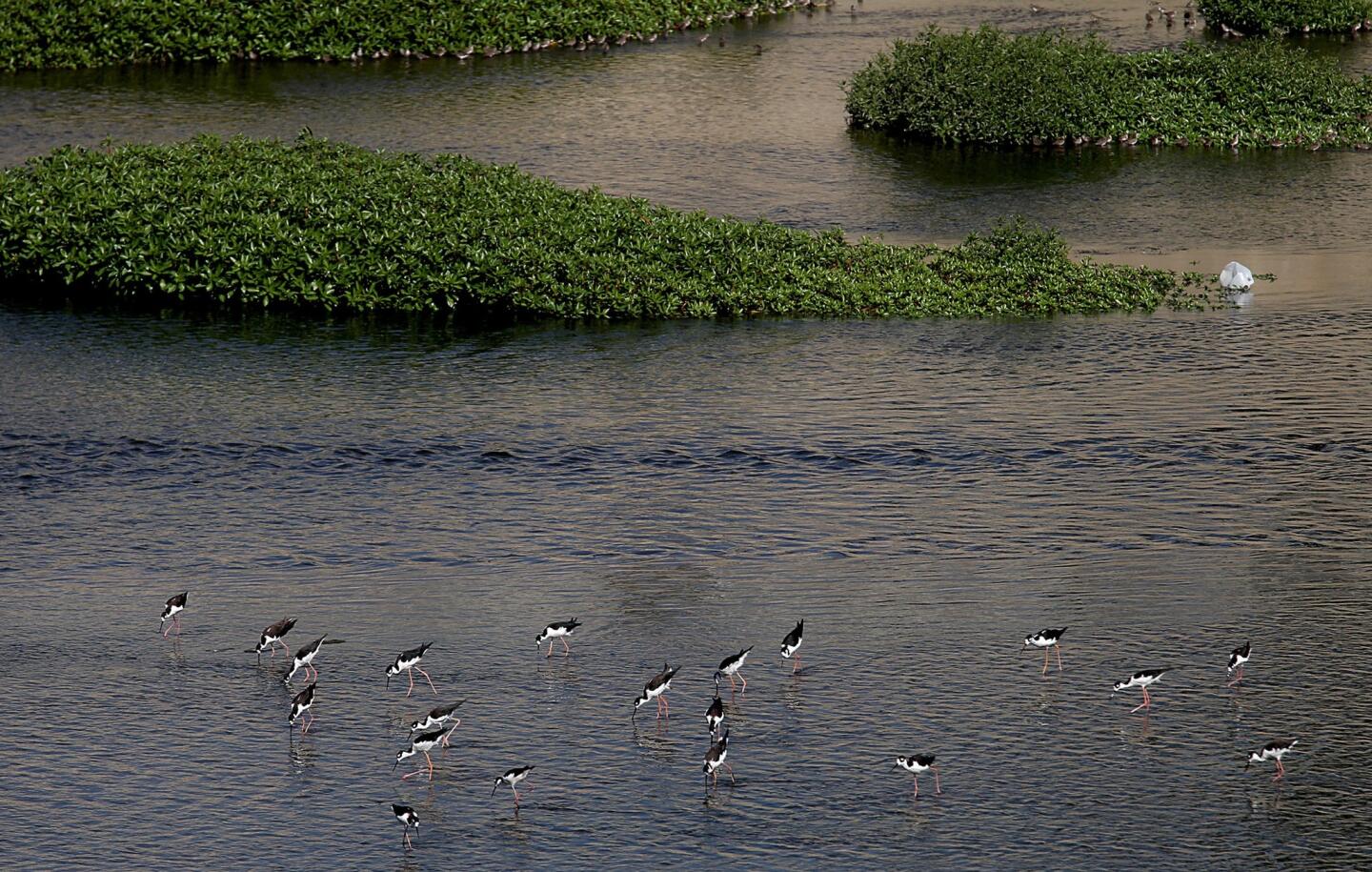 Water birds feed in the Los Angeles River near Griffith Park, where the waterway has a hardened concrete bed. The river was naturally an ephemeral, braided stream that would remain dry for months, only to rush with water during storms.