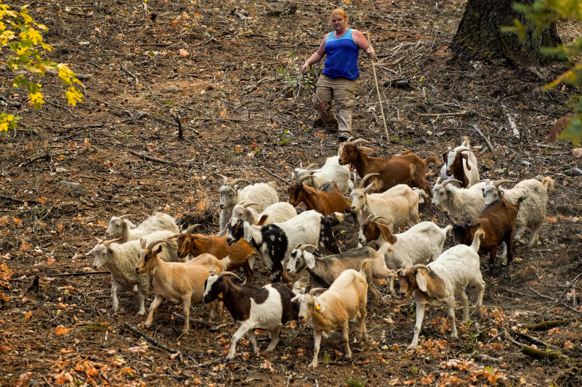 A woman corrals goats to evacuate.