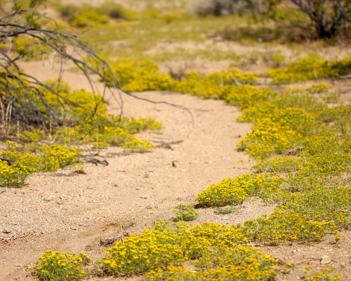 A yellow carpet of blooming cinchweed edge a desert trail. 