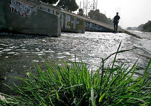 Most of the Los Angeles River's flow these days consists of reclaimed water dumped by city treatment plants. That has provided a boon for shorebirds downstream during what has been the driest year on record in Los Angeles. Here, treated effluent from the L.A.-Glendale water treatment plant flows into the river near Griffith Park.