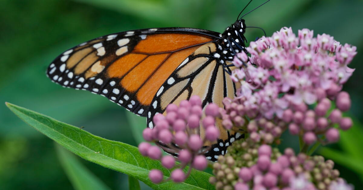 Photo: latimes.com FILE - A monarch butterfly feeds on milkweed, July 15, 2025, in Chicago. (AP Photo/Erin Hooley, file)