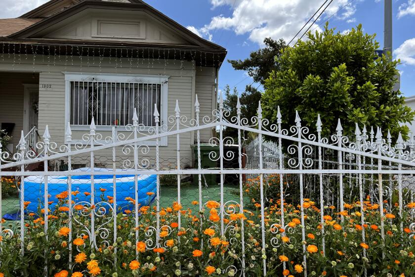 Marigolds in the front yard of a home in Boyle Heights.