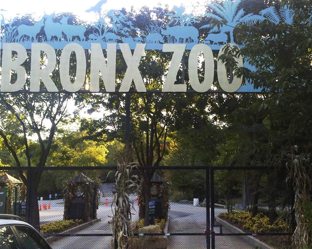 Bronx Zoo in New York, where a tiger has tested positive for the coronavirus