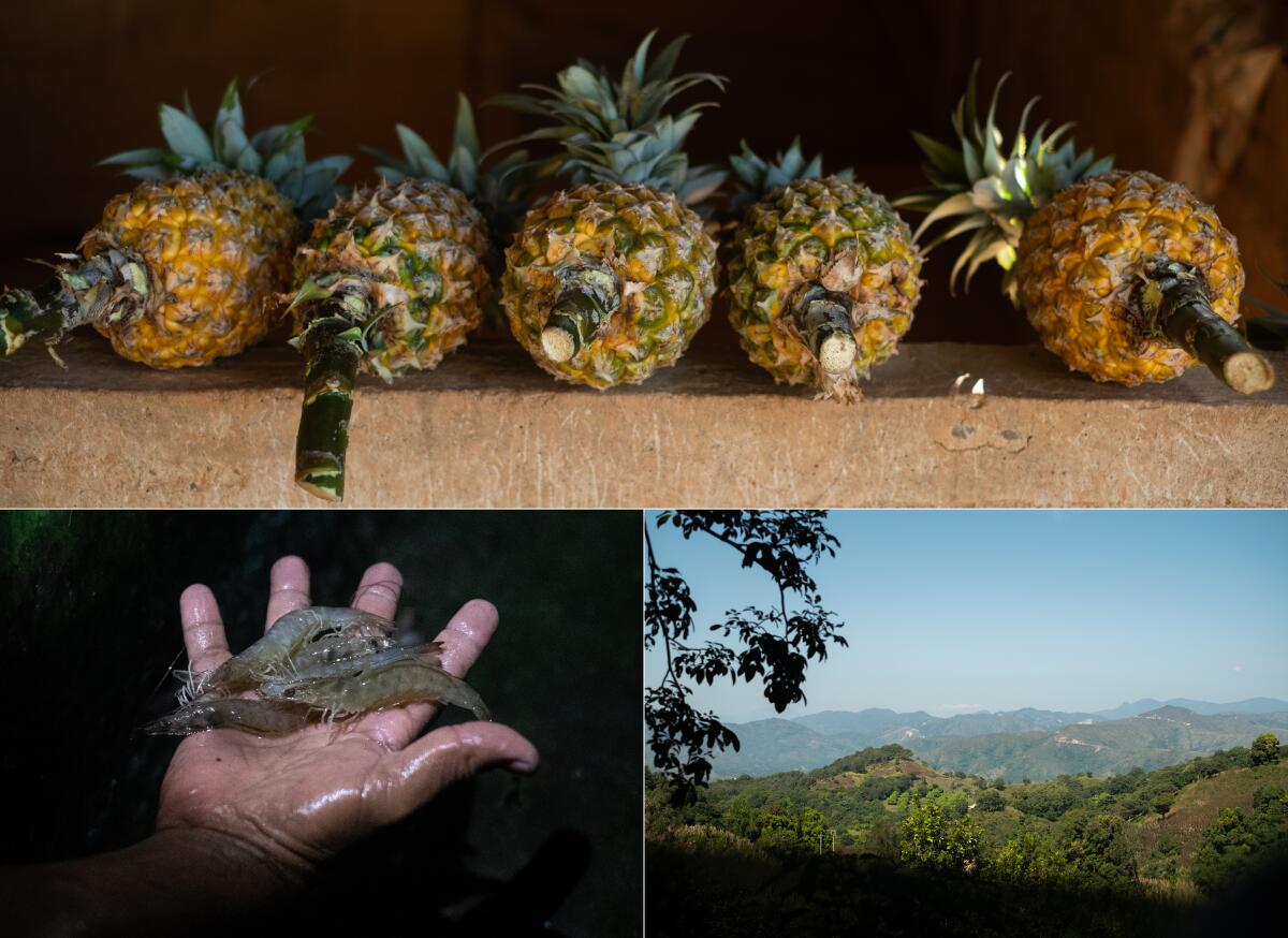 Pineapples; Guerrero's mountain range; lagoon shrimp
