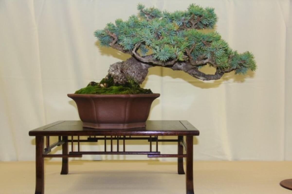 A black pine bonsai tree  will be on display at Sherman Library & Gardens' Bonsai and Fuchsia Show.