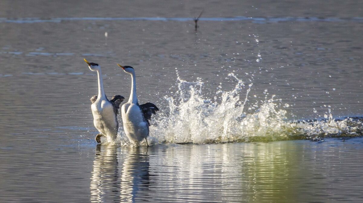 A pair of Western grebes run on water together in an elaborate courting ritual at Lake Hodges