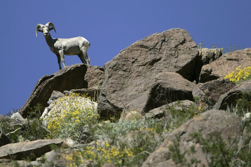 The bighorn sheep that roam Anza-Borrego will have ne paths to travel and new foliage to eat after the blaze.