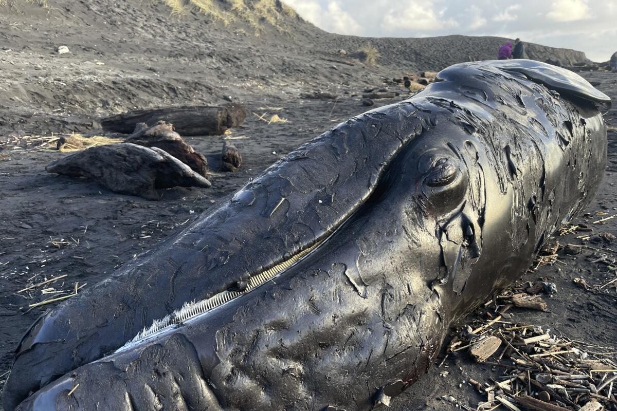 Third dead whale in a week washes up on Oregon coast - The San Diego  Union-Tribune