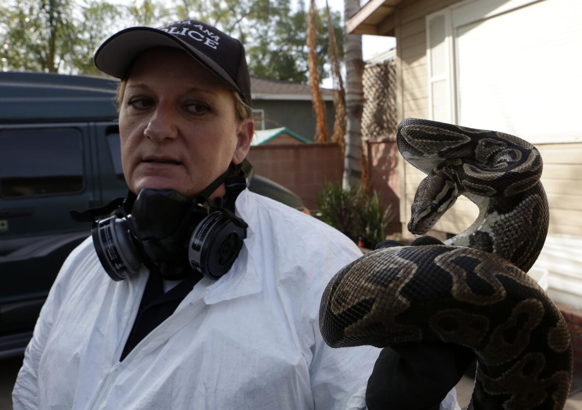 Santa Ana Police Animal Services supervisor Sondra Berg holds a python after discovering about 400 snakes in the home of William Fredrick Buchman.