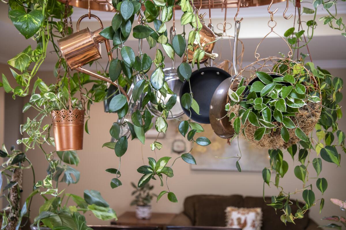 Plants hang along with the pots in Darlene Zavala's kitchen.