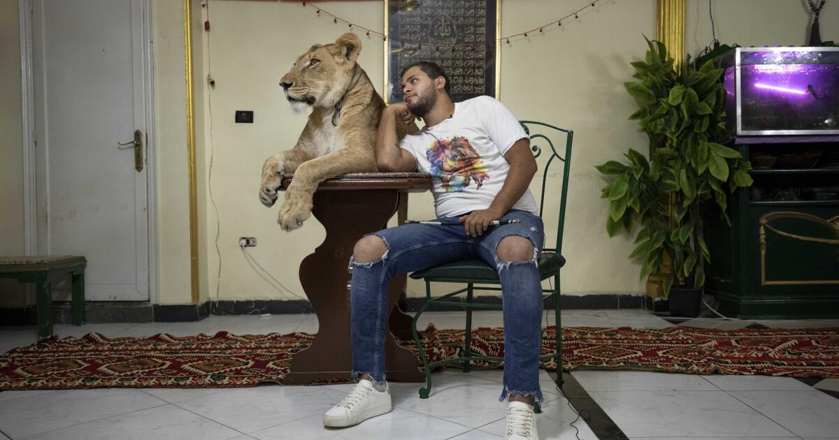 سلالة مدربي القطط الكبيرة المصرية تفوز بالعرض على أرضها