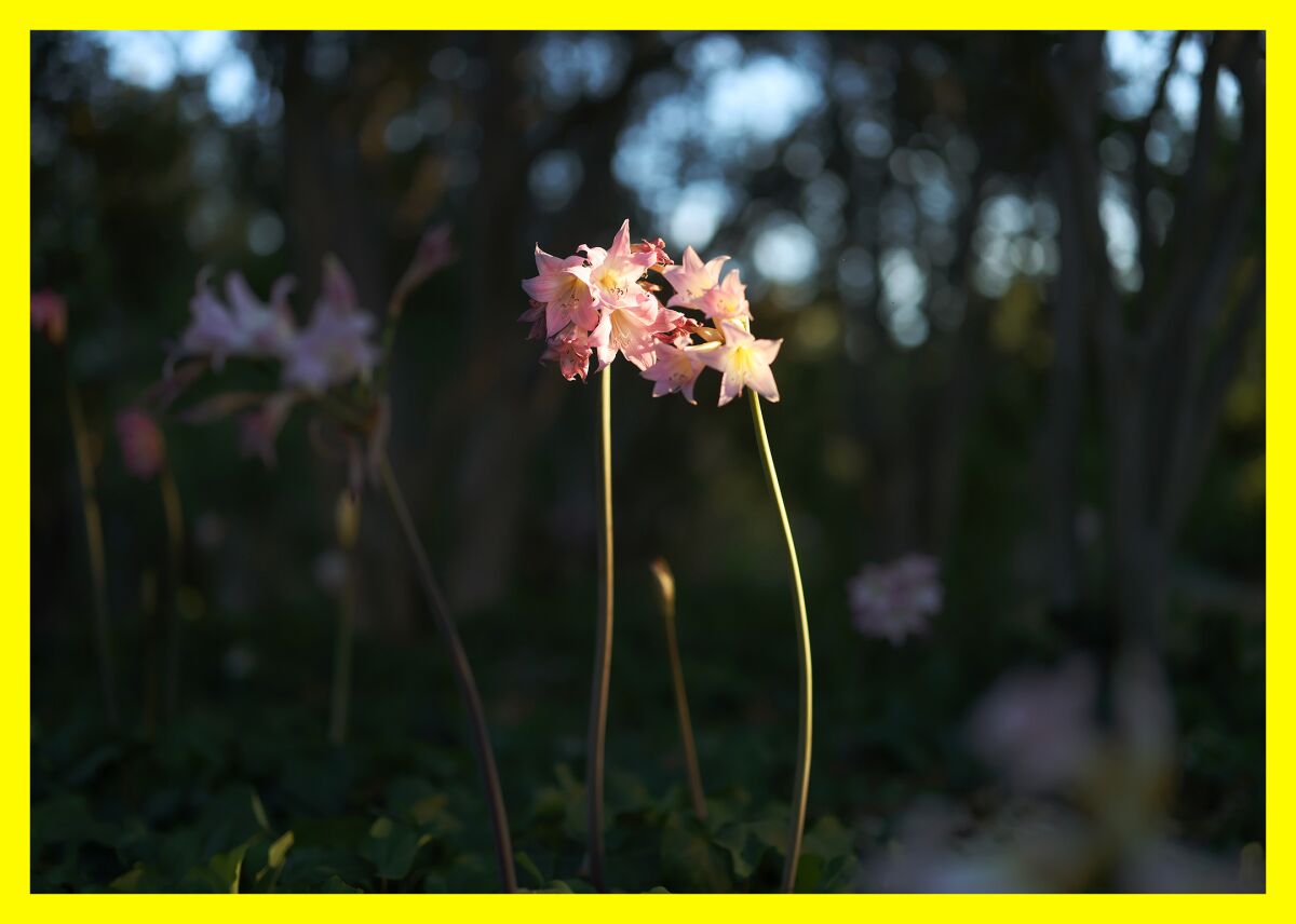 Pink flowers on tall stems stand in the foreground with other plants behind them.