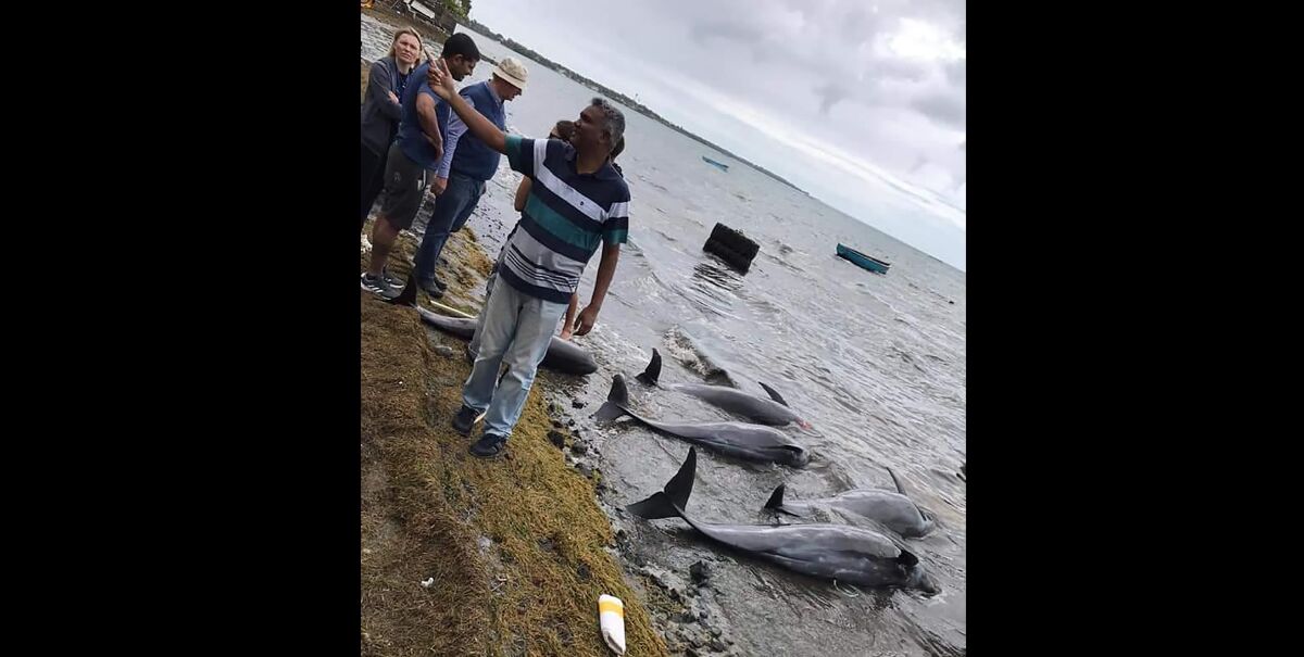 Dolphins lie dead on the shore on the Indian Ocean island of Mauritius