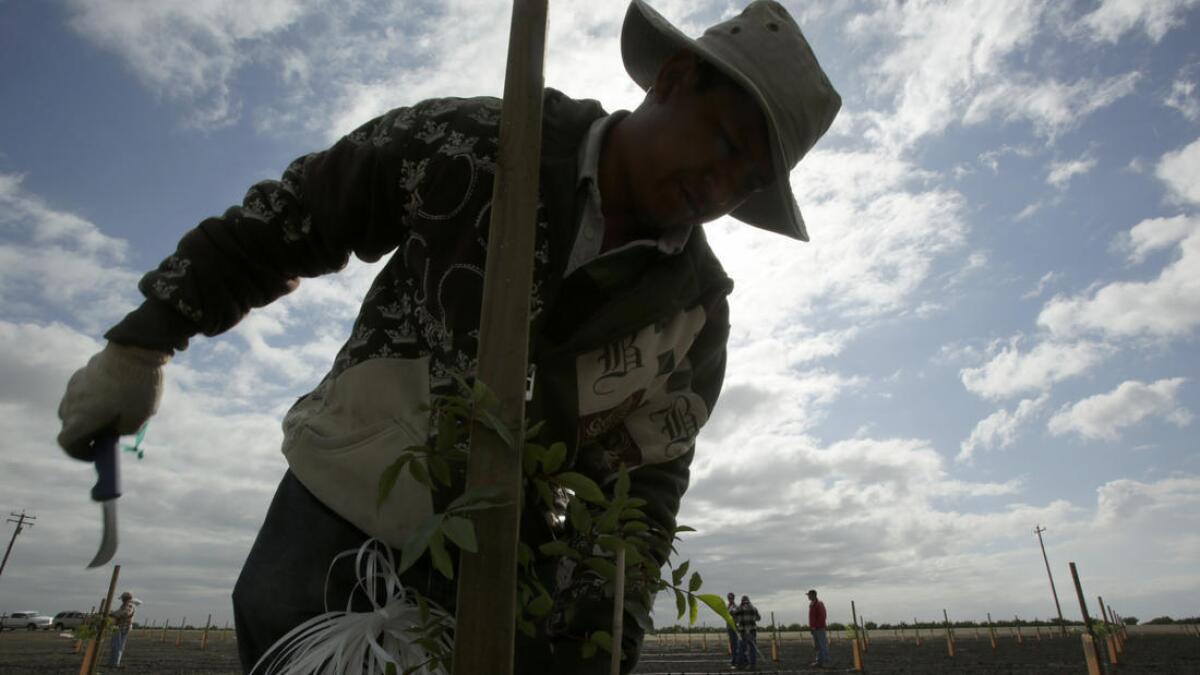 Armando Montejano revisa un árbol joven de pistacho en una granja en Buttonwillow. Los legisladores de California están considerando una medida para permitir permisos de trabajo para los trabajadores agrícolas que se encuentran ilegalmente en el país.
