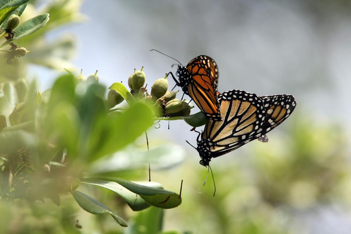 Monarch butterflies in Thousand Oaks in 2012.