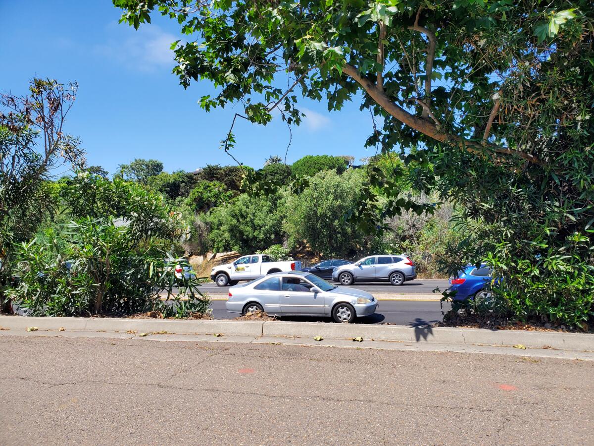 Plants that divide Ardath Road from La Jolla Parkway have gaps that residents would like to see resolved.