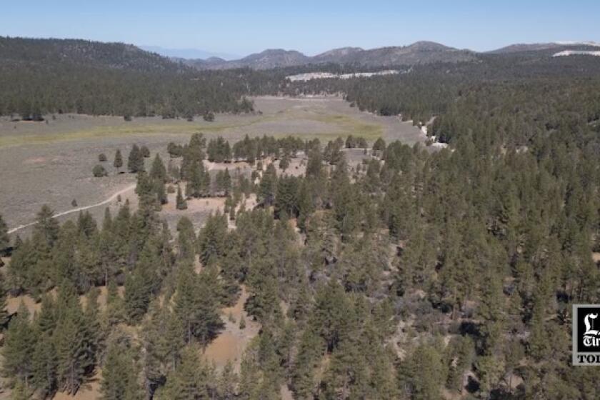 LA Times Today: Massive forest thinning plan for Big Bear Lake