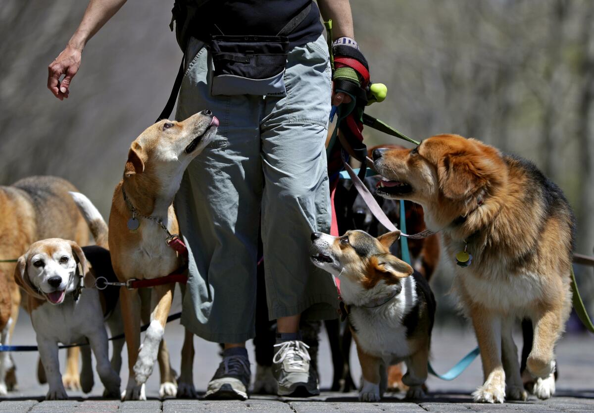 A person takes some dogs out for a walk. 