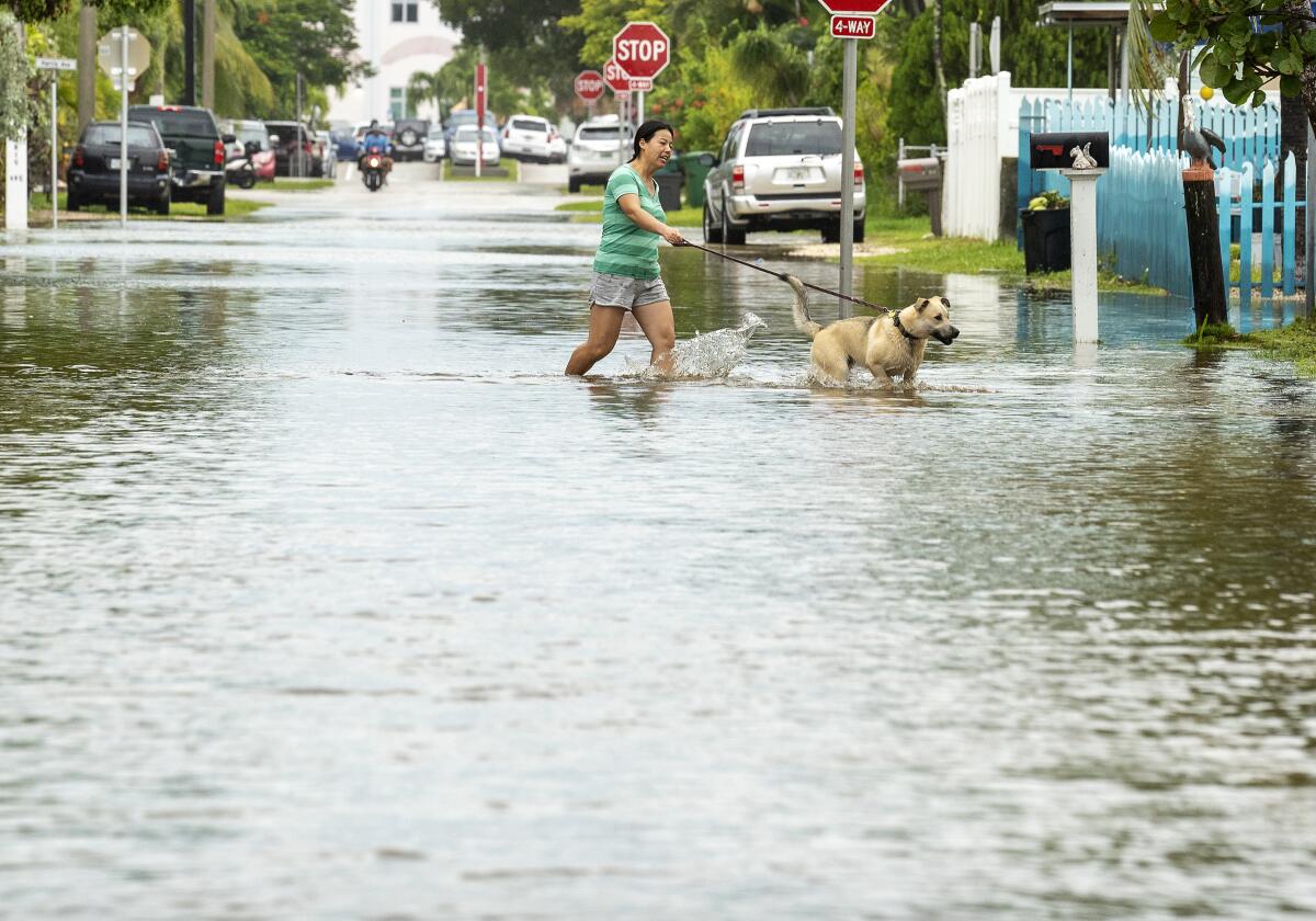 A woman is up to her calves in floodwater on a residential street. Her dog splashes through. 