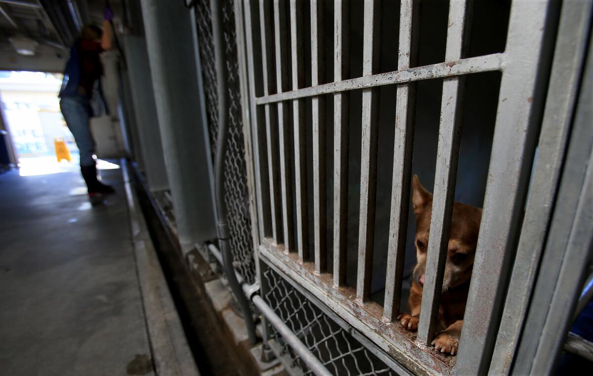 A dog peers out from a pen as a caretaker performs morning cleanup duties at the L.A. County animal shelter in Baldwin Park, one of the oldest and most overcrowded facilities, with the highest euthanasia rate.