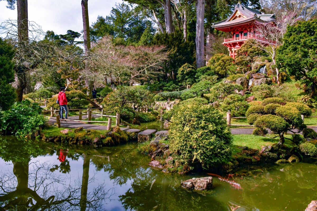 A pond lined with artfully shaped trees in the Japanese Tea Garden at Golden Gate Park.