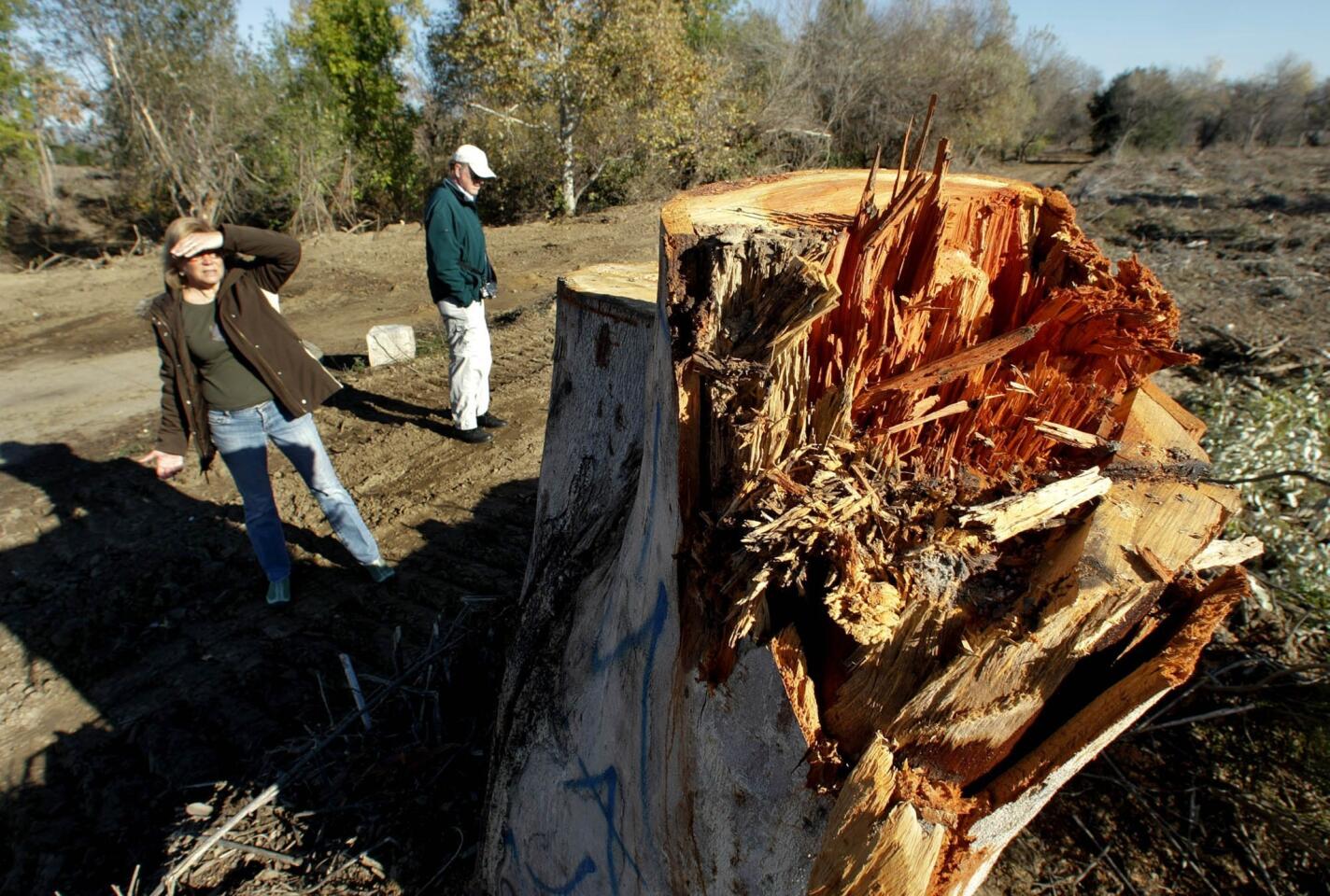 Chopped down eucalyptus