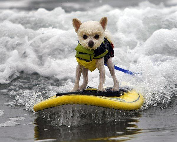 Surf City Surf Dog