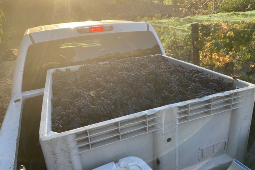 A grape haul from Jon Williams' vineyard in Rancho Santa Fe, which produces The Cov wine.