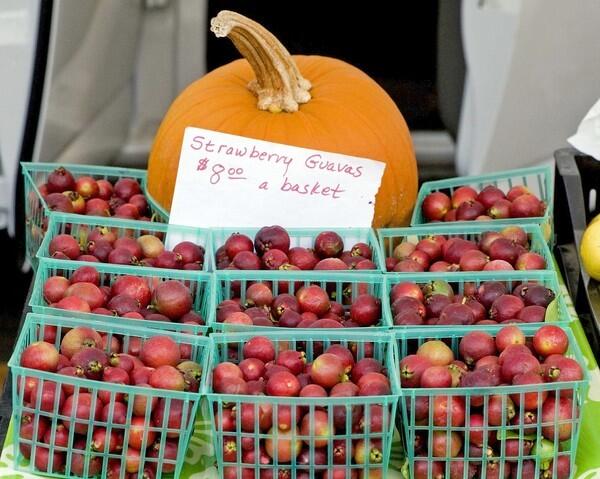 Grown by Mud Creek Ranch in Santa Paula