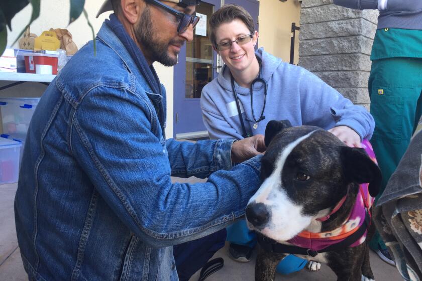 Michael Austin (left) and registered veterinarian technician Logan Gonella put a pet jacket on Austin's dog, Chloe, at a Street Dog Coalition clinic in Ocean Beach.