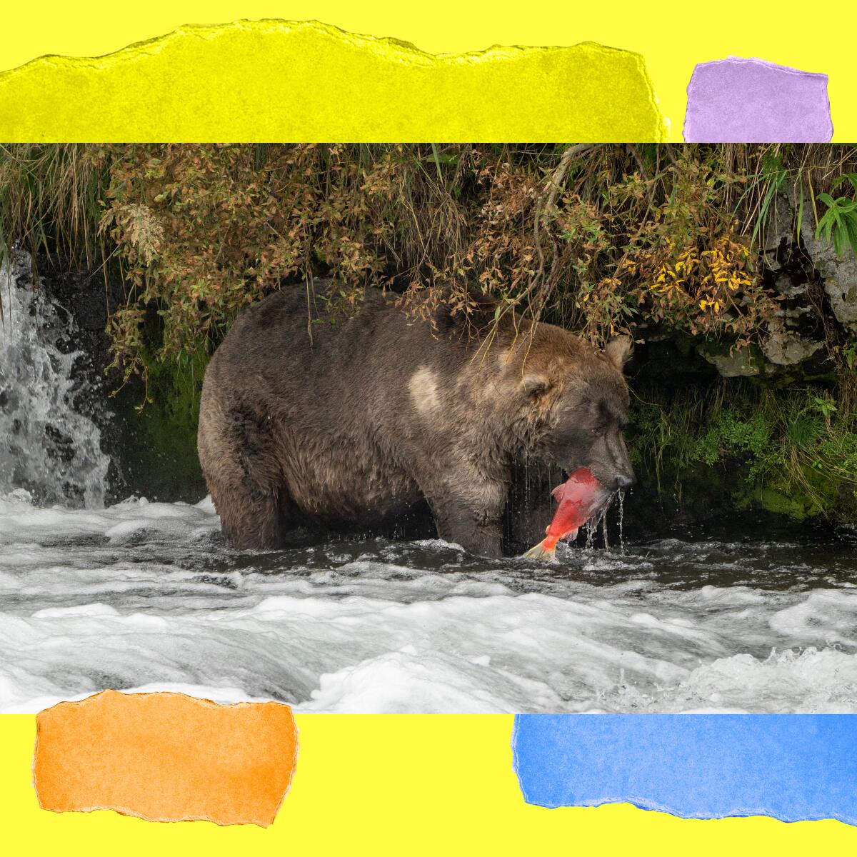 A large grizzly bear stands in a stream, soaked, with a red fish in its mouth.