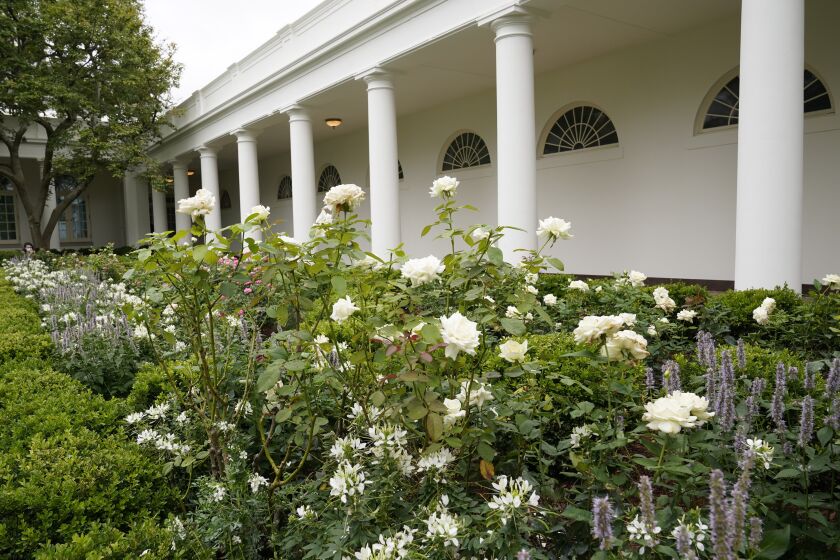 A view of the restored Rose Garden at the White House in Washington, Saturday, Aug. 22, 2020. (AP Photo/Susan Walsh)