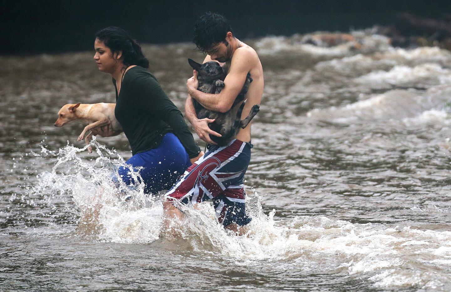 Residents carry dogs through flood waters to dry land, after playing in the water briefly on the Big Island in Hilo.