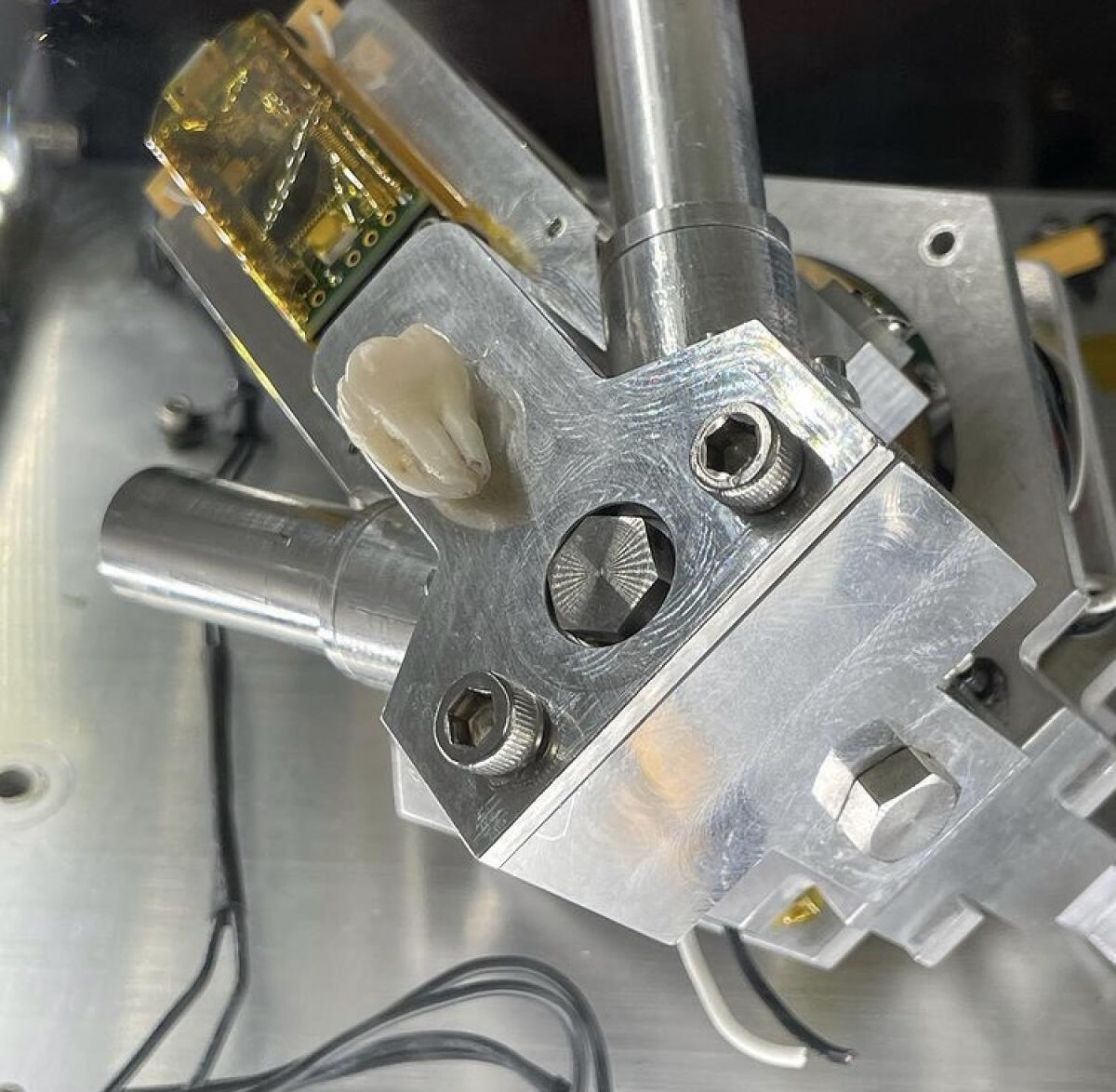 Xin Liu's "Living Distance Payload" is a metal contraption with a tooth attached.