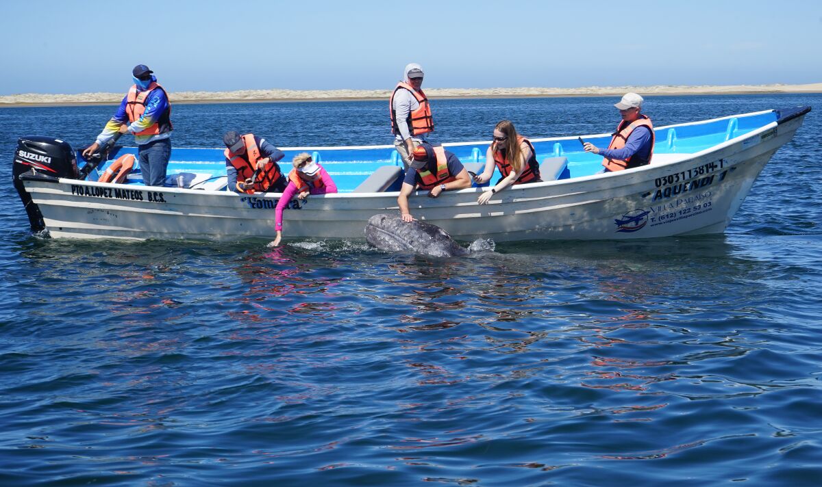 Gray whales have an audience once again in salt lagoons of northwest Mexico
