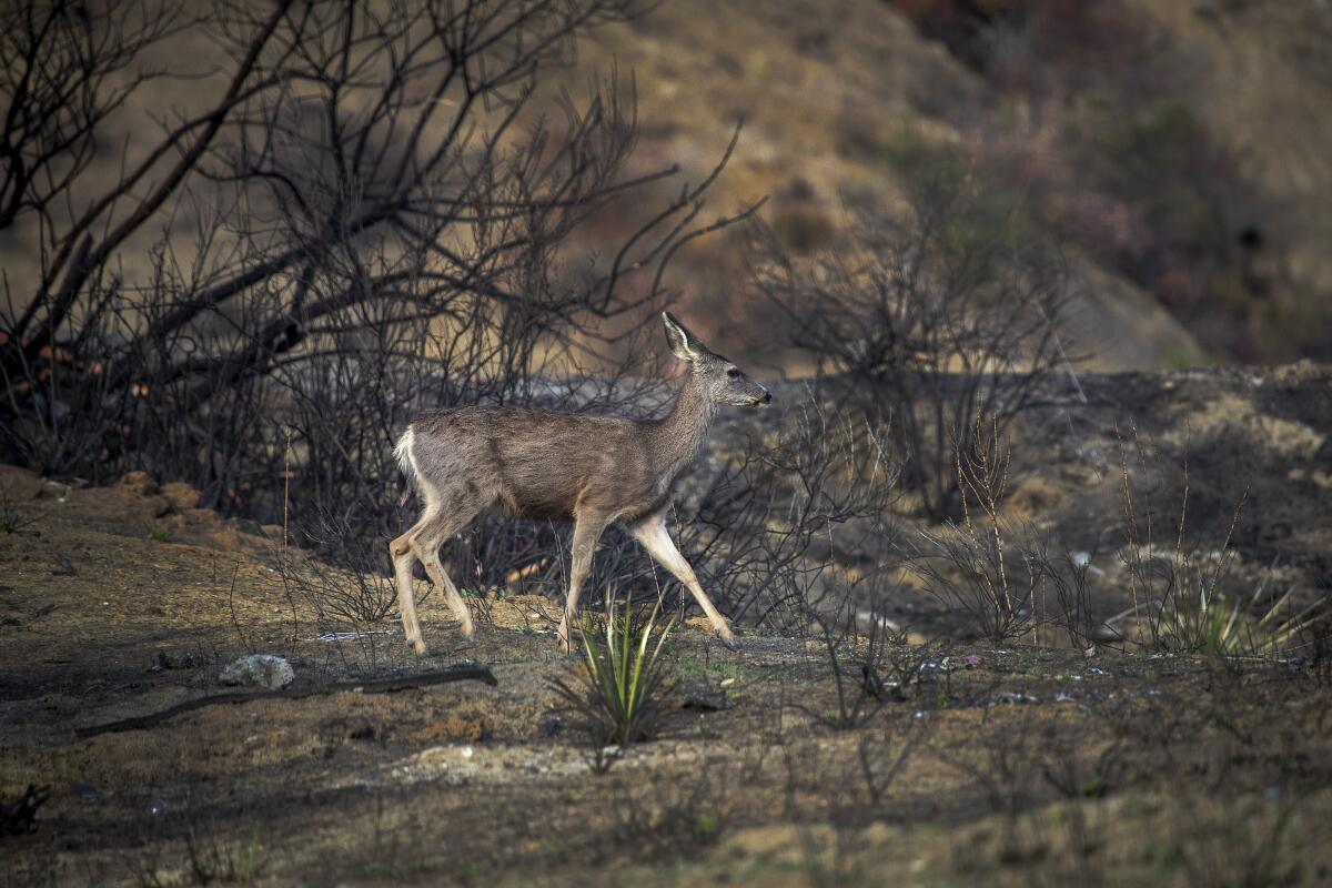 A deer searches for food in the Bond Fire burn scar, which is in danger of creating mudslides in an upcoming storm