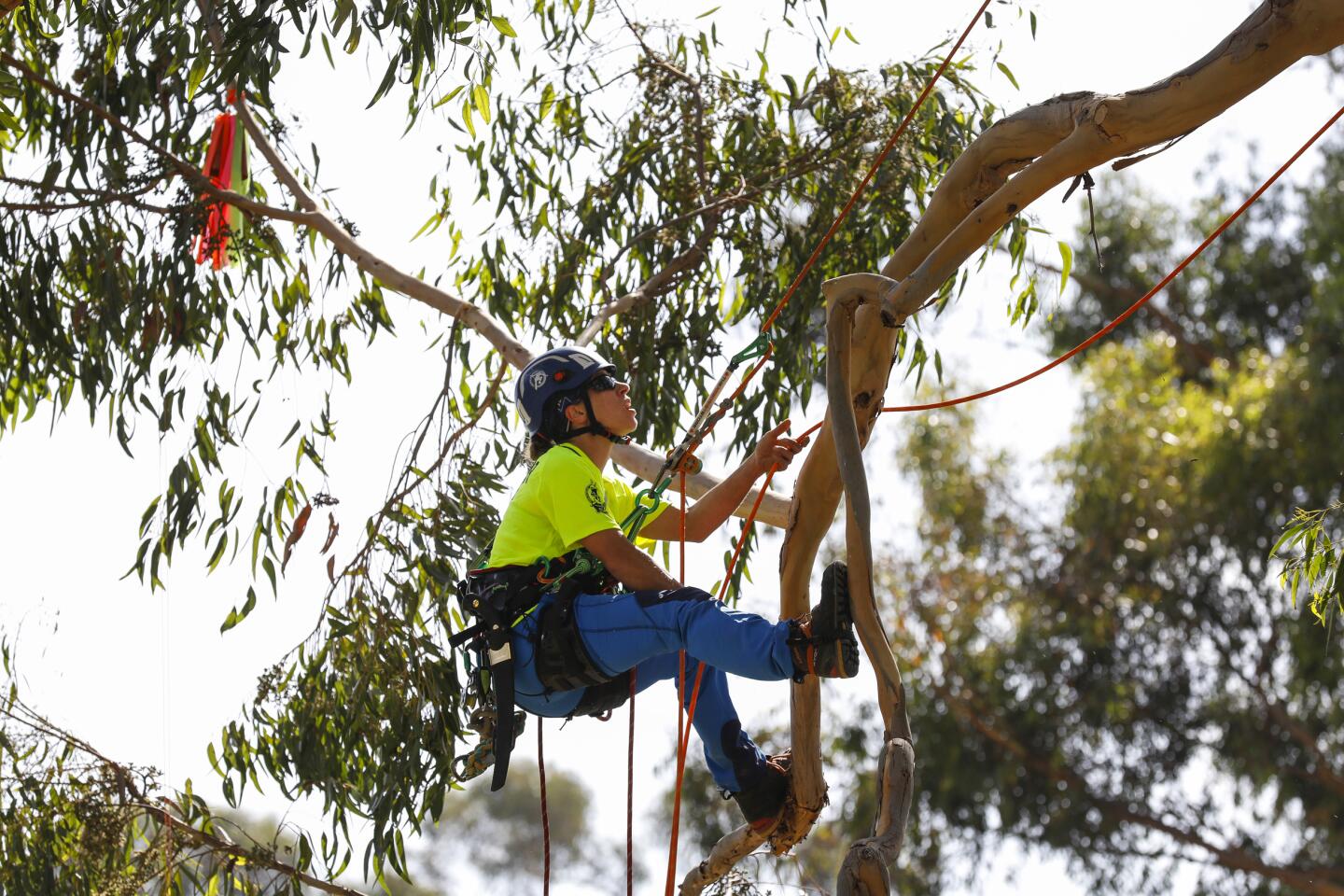 Rope Runner Tale of Caution - Tree Climbers International Forum