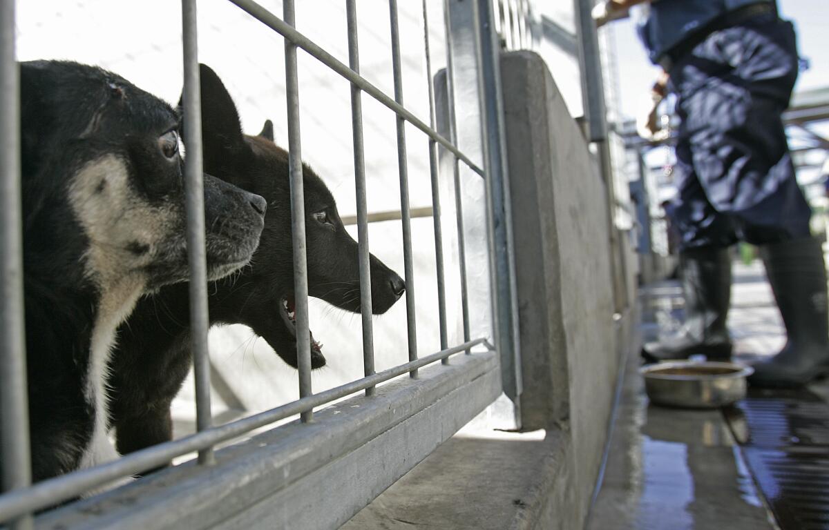 A pair of puppies wait behind bars, left, while a person, framed waist down, stands further up, right.
