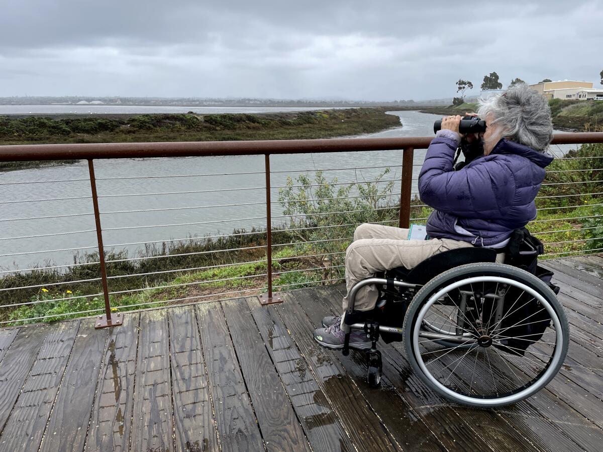A wheelchair user with binoculars looks for birds from a wooden path with a low railing