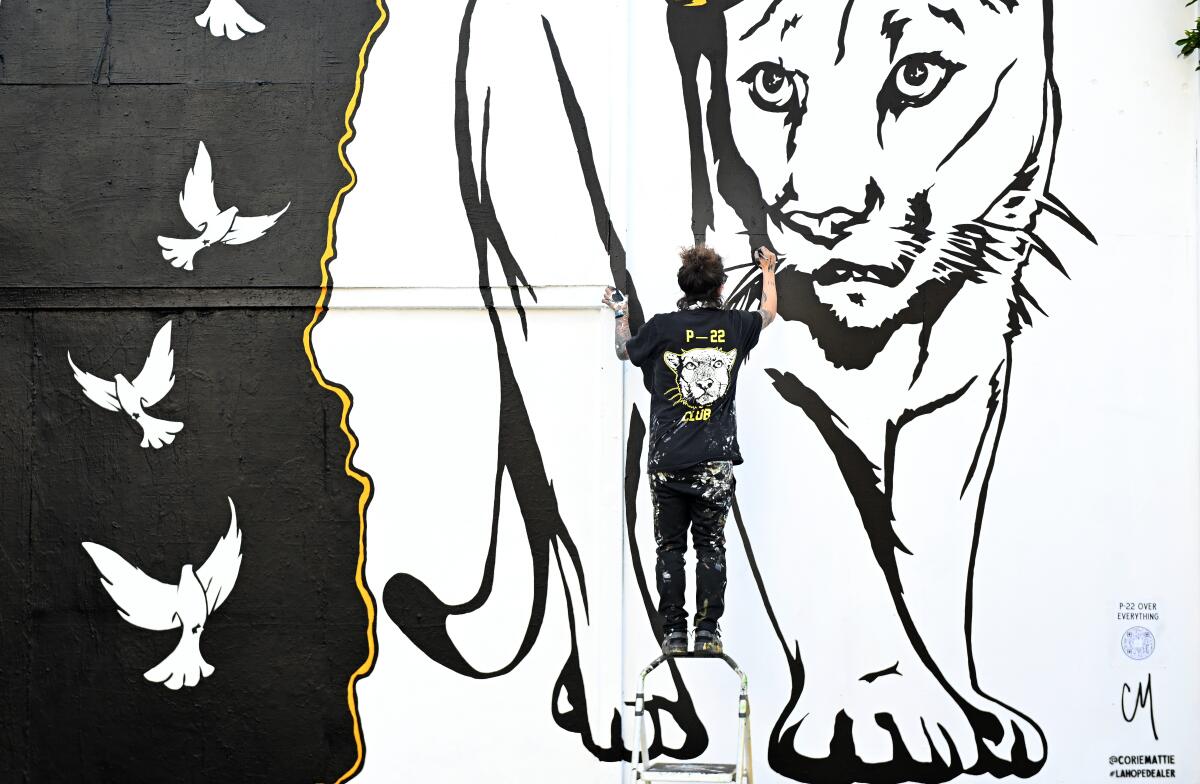 An artist paints a black-and-white memorial of cougar P-22.