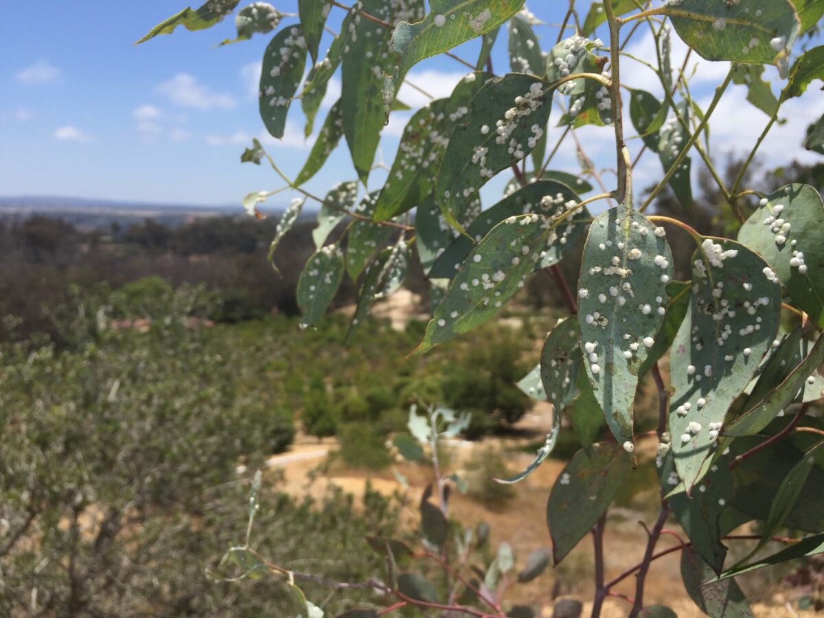 The lerp pysllids have taken over the red gum eucalyptus trees in Rancho Santa Fe.